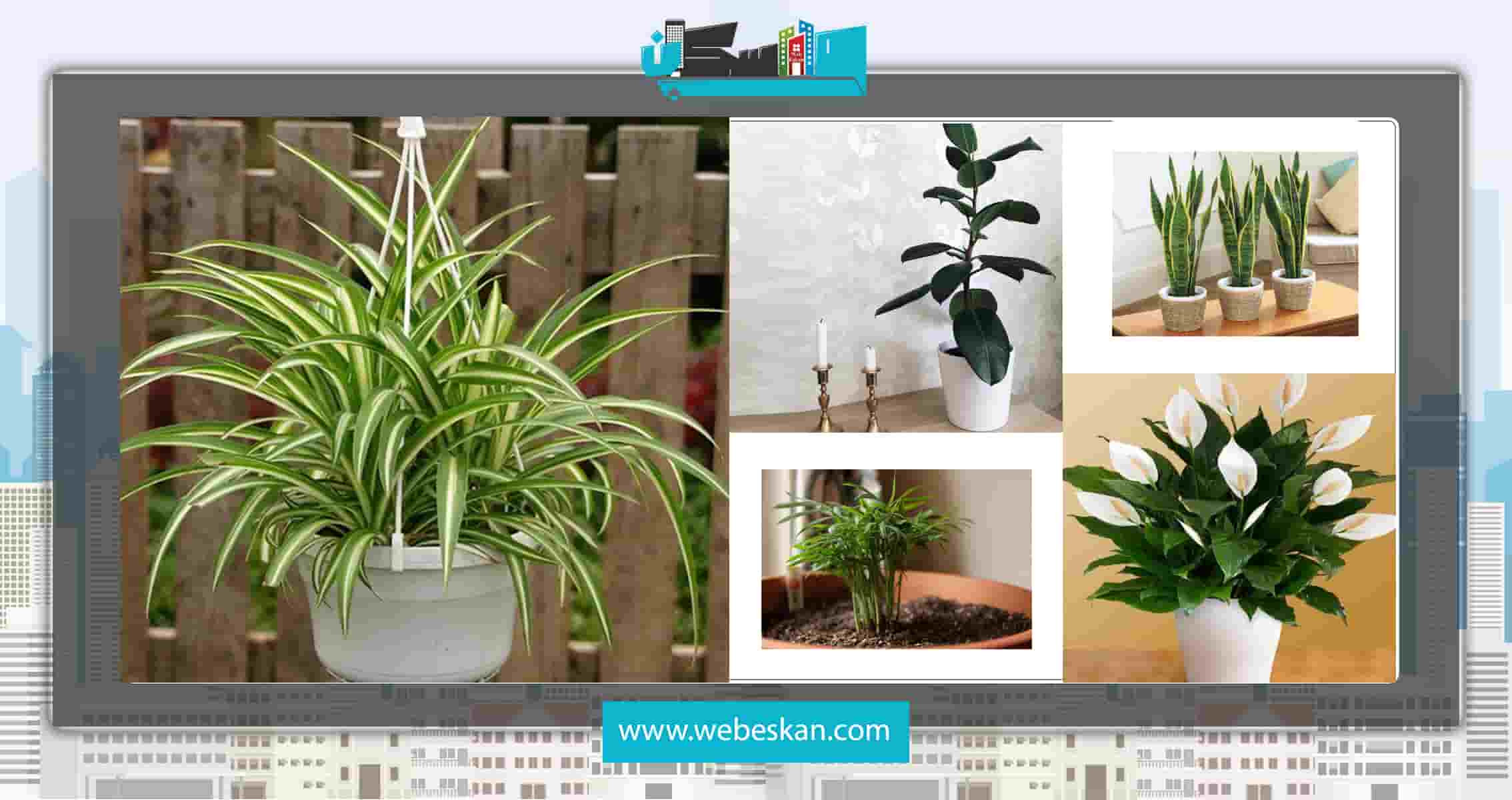 تصفیه هوای منزل با نگهداری از گیاهان آپارتمانی
